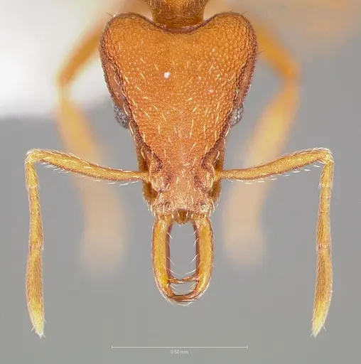Strumigenys agetos specimen CASENT0005476 image casent0005476_2