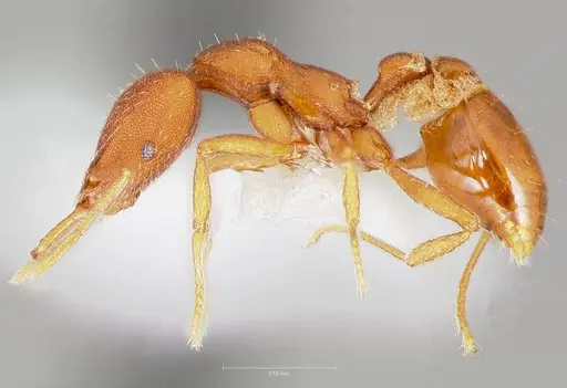 Strumigenys agetos specimen CASENT0005476 image casent0005476_3