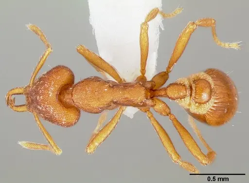 Strumigenys agetos specimen CASENT0005477 image casent0005477_1