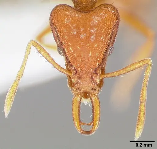 Strumigenys agetos specimen CASENT0005477 image casent0005477_2