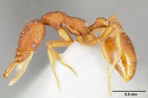Strumigenys agetos specimen CASENT0005477 image casent0005477_3