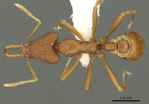 Strumigenys agetos specimen CASENT0900695 image casent0900695_1