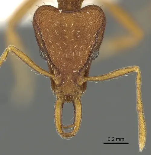 Strumigenys agetos specimen CASENT0900695 image casent0900695_2