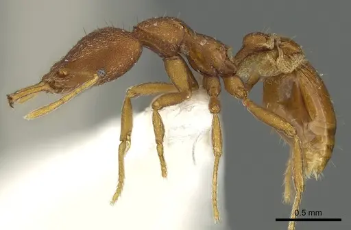 Strumigenys agetos specimen CASENT0900695 image casent0900695_3