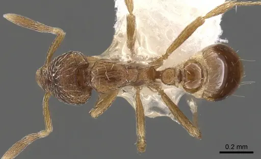 Strumigenys agnosta specimen CASENT0900102 image casent0900102_1