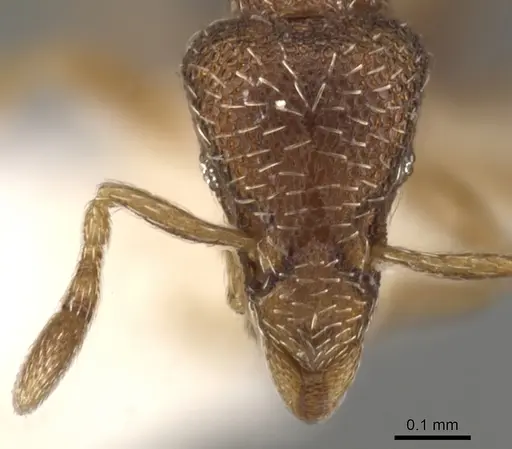 Strumigenys agnosta specimen CASENT0900102 image casent0900102_2
