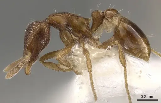 Strumigenys agnosta specimen CASENT0900102 image casent0900102_3