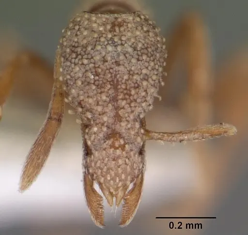Strumigenys agostii specimen CASENT0103051 image casent0103051_2
