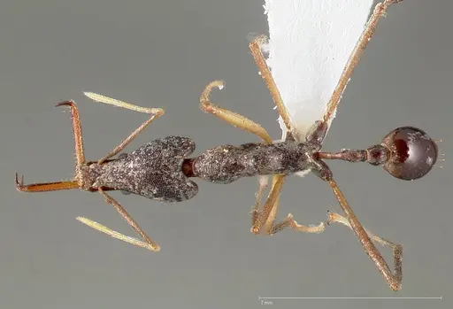 Strumigenys agra specimen CASENT0005478 image casent0005478_1