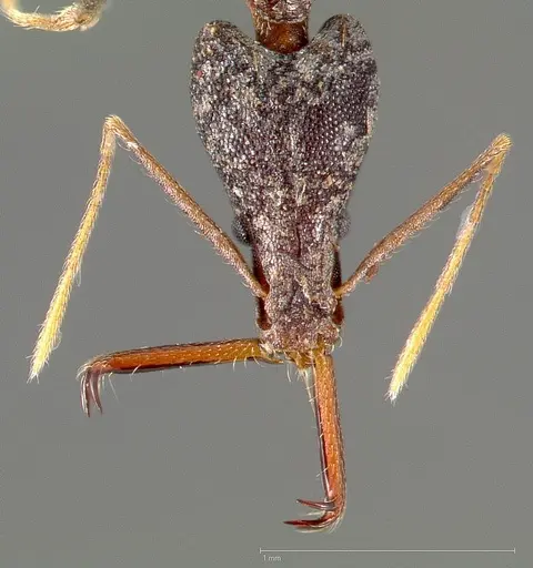Strumigenys agra specimen CASENT0005478 image casent0005478_2