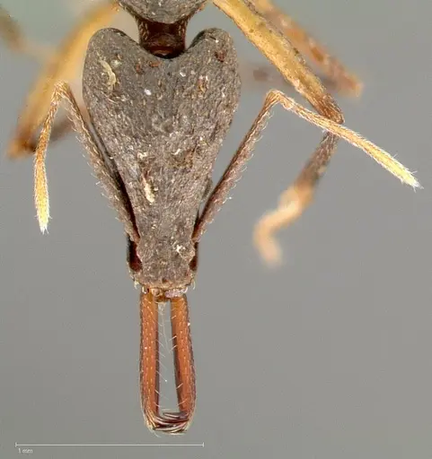 Strumigenys agra specimen CASENT0005480 image casent0005480_2