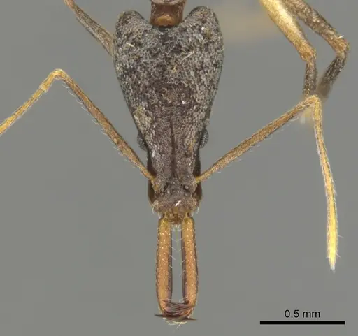 Strumigenys agra specimen CASENT0900639 image casent0900639_3