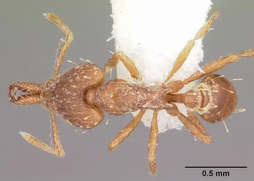 Strumigenys ahares specimen CASENT0102663 image casent0102663_1