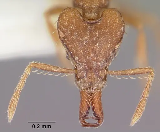 Strumigenys ahares specimen CASENT0102663 image casent0102663_2