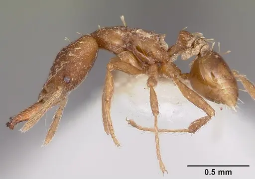 Strumigenys ahares specimen CASENT0102663 image casent0102663_3