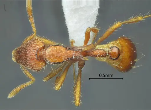 Strumigenys ailaoshana specimen ANTWEB1060570 image antweb1060570_1