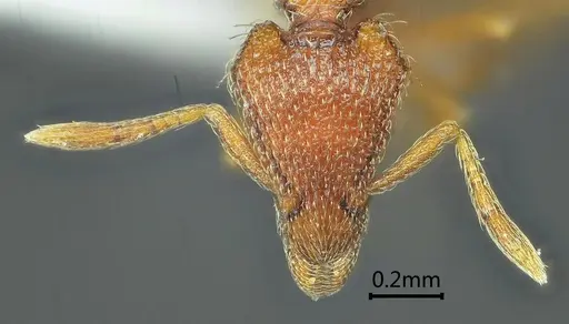 Strumigenys ailaoshana specimen ANTWEB1060570 image antweb1060570_2