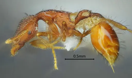 Strumigenys ailaoshana specimen ANTWEB1060570 image antweb1060570_3