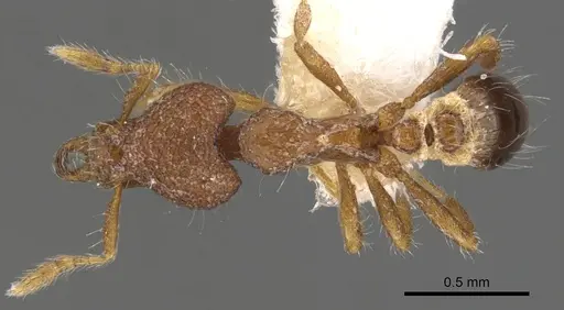 Strumigenys akalles specimen CASENT0900778 image casent0900778_1