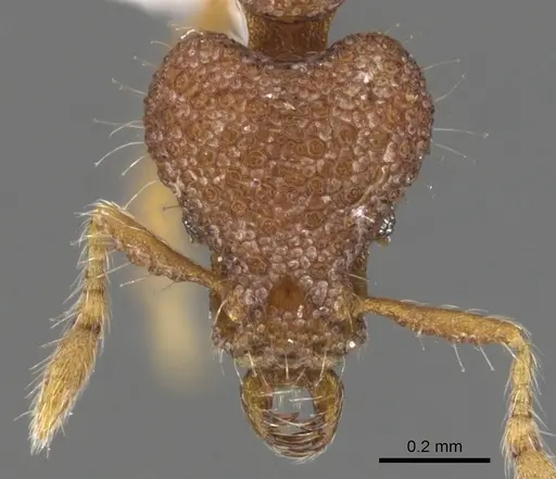 Strumigenys akalles specimen CASENT0900778 image casent0900778_2