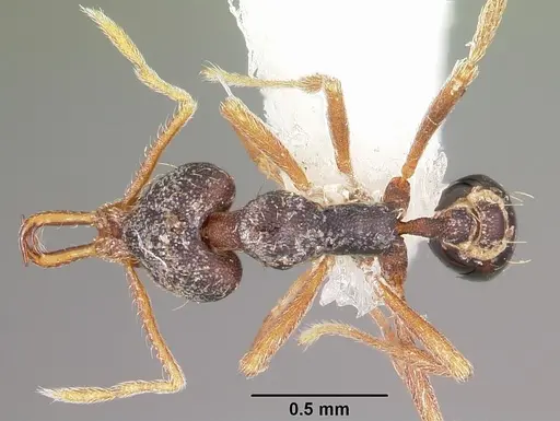 Strumigenys akhtoi specimen CASENT0102629 image casent0102629_1