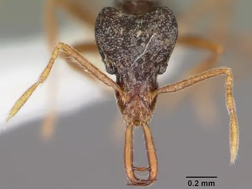 Strumigenys akhtoi specimen CASENT0102629 image casent0102629_2