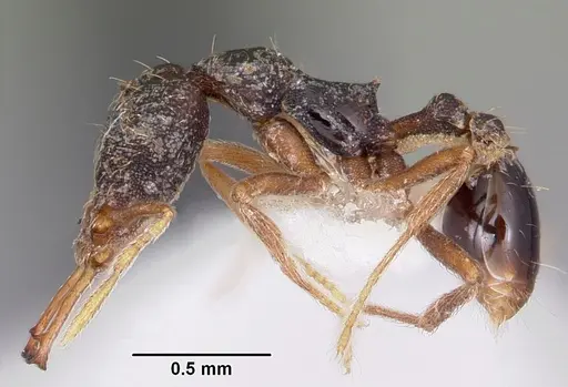 Strumigenys akhtoi specimen CASENT0102629 image casent0102629_3