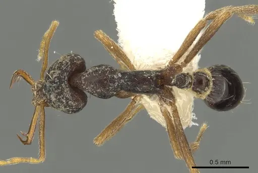 Strumigenys akhtoi specimen CASENT0900845 image casent0900845_1
