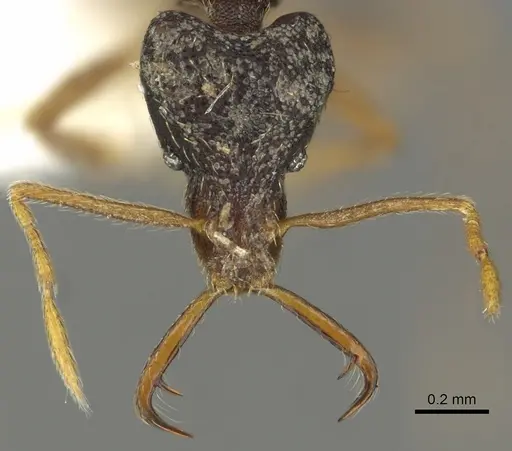 Strumigenys akhtoi specimen CASENT0900845 image casent0900845_2