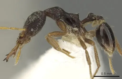 Strumigenys akhtoi specimen CASENT0900845 image casent0900845_3