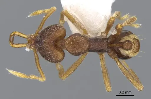 Strumigenys akhtoi specimen CASENT0914781 image casent0914781_1