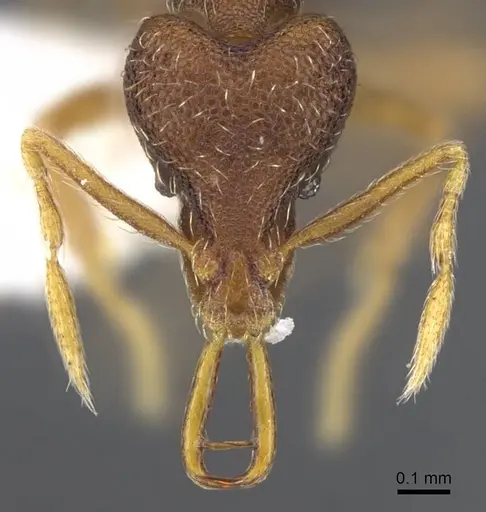 Strumigenys akhtoi specimen CASENT0914781 image casent0914781_2