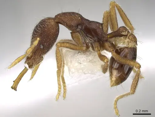 Strumigenys akhtoi specimen CASENT0914781 image casent0914781_3