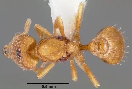 Strumigenys alapa specimen CASENT0005482 image casent0005482_1