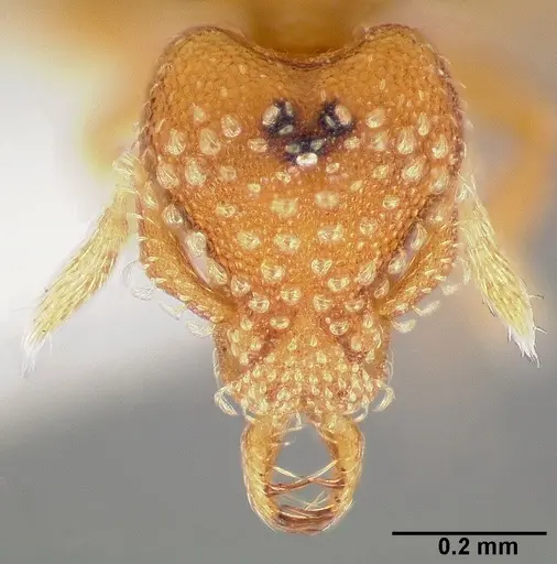 Strumigenys alapa specimen CASENT0005482 image casent0005482_2