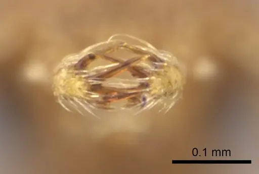 Strumigenys alapa specimen CASENT0005482 image casent0005482_3
