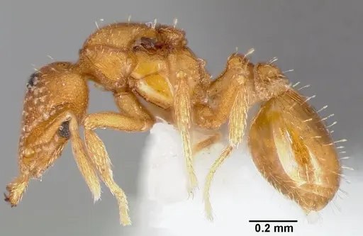 Strumigenys alapa specimen CASENT0005482 image casent0005482_4