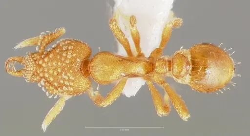 Strumigenys alapa specimen CASENT0005483 image casent0005483_1