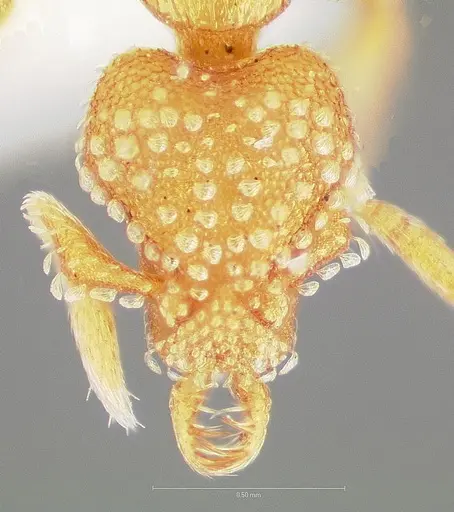 Strumigenys alapa specimen CASENT0005483 image casent0005483_2
