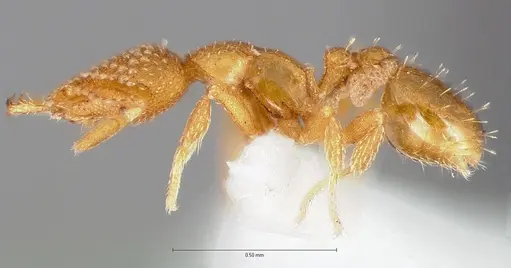 Strumigenys alapa specimen CASENT0005483 image casent0005483_3