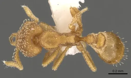 Strumigenys alapa specimen CASENT0900642 image casent0900642_1