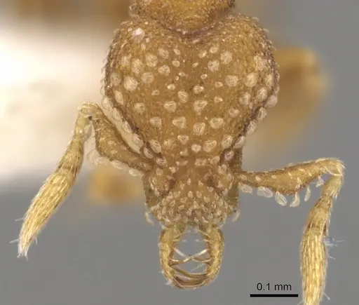 Strumigenys alapa specimen CASENT0900642 image casent0900642_2