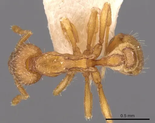 Strumigenys alecto specimen CASENT0900130 image casent0900130_1