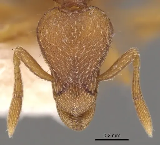 Strumigenys alecto specimen CASENT0900130 image casent0900130_2
