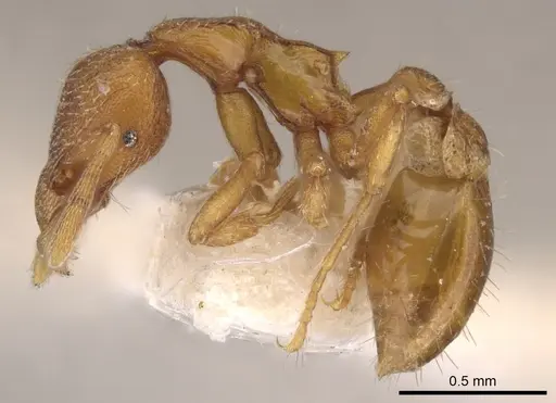 Strumigenys alecto specimen CASENT0900130 image casent0900130_3
