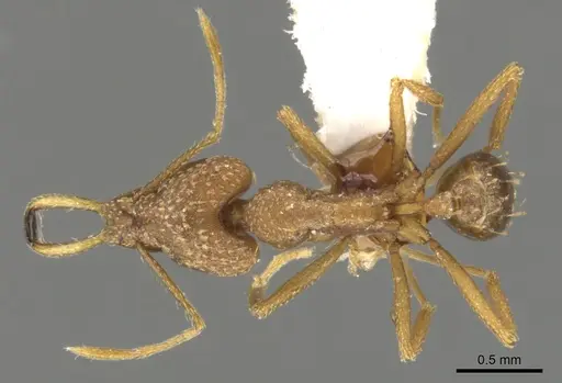 Strumigenys alessandrae specimen CASENT0900637 image casent0900637_1