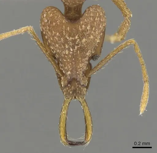 Strumigenys alessandrae specimen CASENT0900637 image casent0900637_2