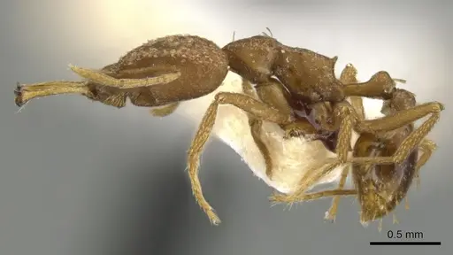 Strumigenys alessandrae specimen CASENT0900637 image casent0900637_3