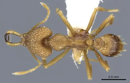 Strumigenys alessandrae specimen CASENT0904566 image casent0904566_1