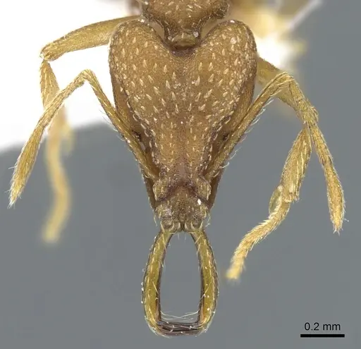 Strumigenys alessandrae specimen CASENT0904566 image casent0904566_2